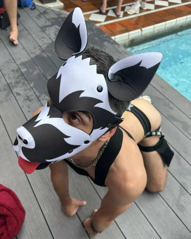 Pup Logan