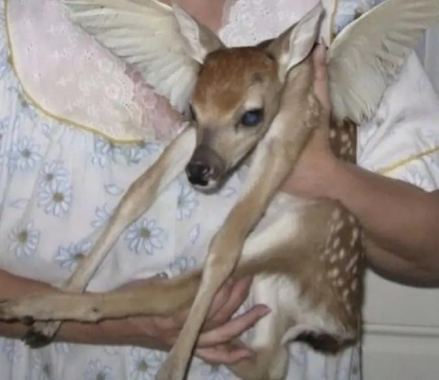 bambi