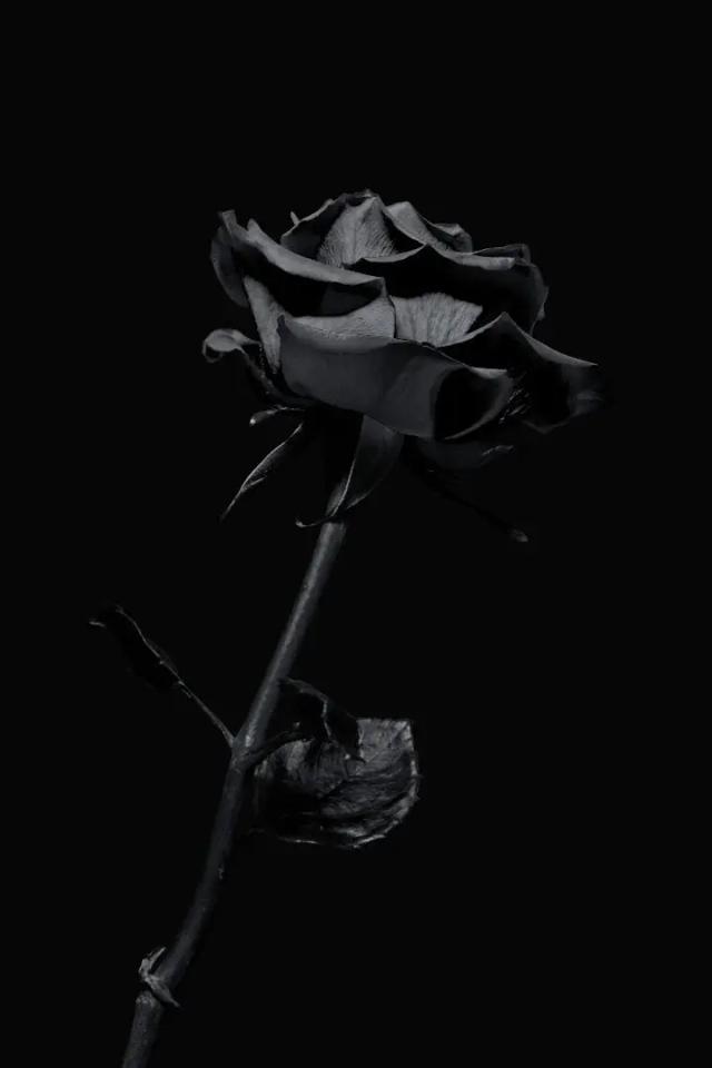 BlackThornedRose