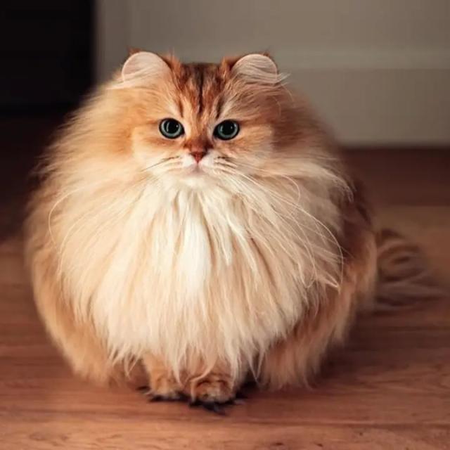Mycatclub